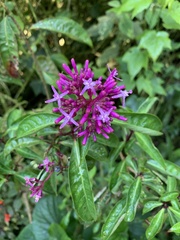 Fuchsia paniculata