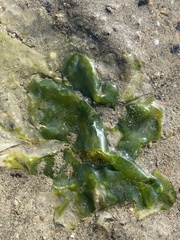 Ulva lactuca