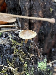 Mycena