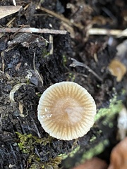 Mycena