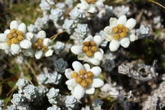 Leucogenes grandiceps