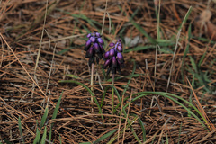 Muscari inconstrictum