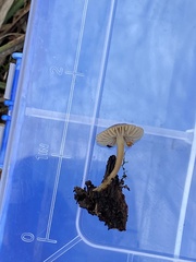 Mycena