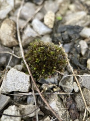 Physcomitrium pyriforme