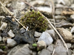 Physcomitrium pyriforme