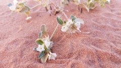 Euploca convolvulacea