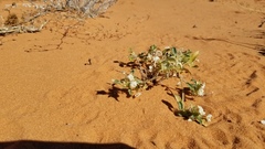 Euploca convolvulacea