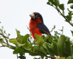 Lybius bidentatus