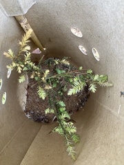 Dacrycarpus dacrydioides