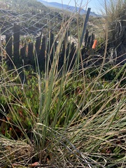 Juncus patens