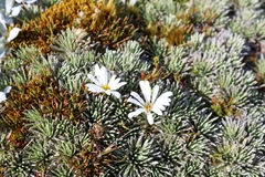Celmisia sessiliflora