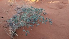 Dicoria canescens