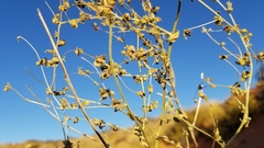 Dicoria canescens