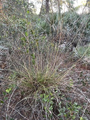 Andropogon brachystachyus