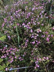 Boronia rhomboidea