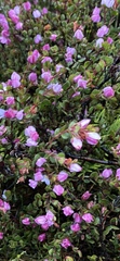 Boronia rhomboidea