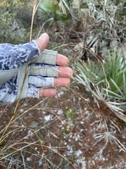 Andropogon brachystachyus