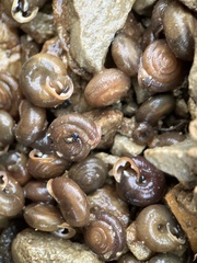Triodopsis hopetonensis