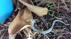 Natrix astreptophora