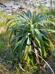 Dracophyllum traversii