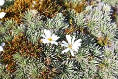 Celmisia sessiliflora