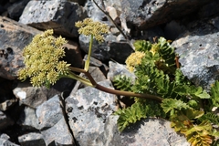 Anisotome pilifera