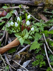 Gentianella