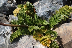 Anisotome pilifera