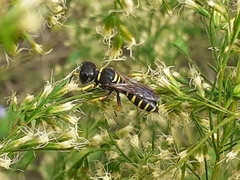Ectemnius decemmaculatus