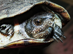 Kinosternon chimalhuaca