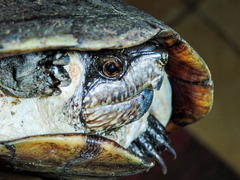 Kinosternon chimalhuaca