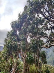 Dracophyllum traversii