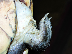 Kinosternon chimalhuaca