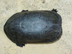 Kinosternon chimalhuaca