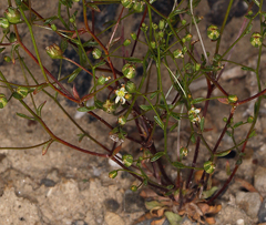 Nemacladus morefieldii