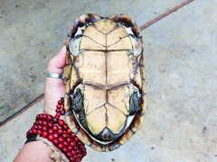 Kinosternon chimalhuaca