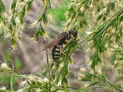Ectemnius decemmaculatus