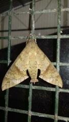 Pachylioides resumens