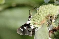 Desmia funeralis