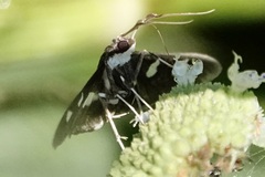 Desmia funeralis