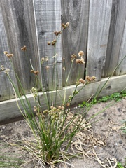 Juncus pallescens