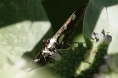 Desmia funeralis