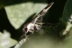 Desmia funeralis