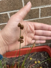 Juncus pallescens