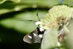 Desmia funeralis