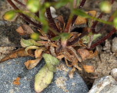 Nemacladus morefieldii