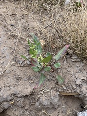 Rumex dentatus