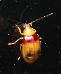 Monolepta australis