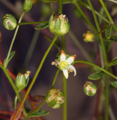 Nemacladus morefieldii