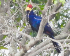 Musophaga rossae